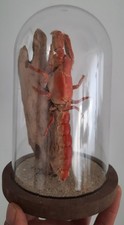 curiosity, taxidermy: Marine Life Aquarium Under Globe #20