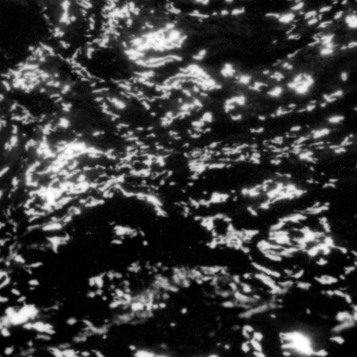 Grouper dream loss - a, :