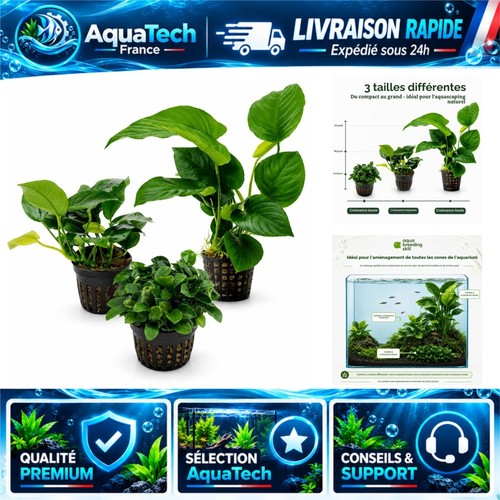 Anubias lot plantes - anubias,