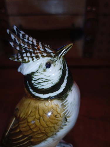 Karl ens vogel bird - karl,