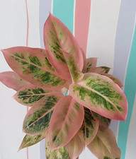 Aglaonema Salmon Fantasy