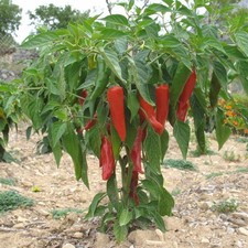 50 graines de piment