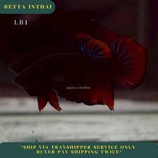 Live Betta Fish Fighter Fish Black Red Tail Plakat Male 10 Months from TH LB1
