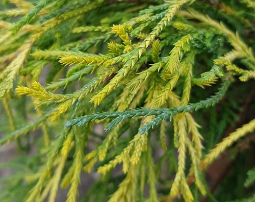 Chamaecyparis pisifera
