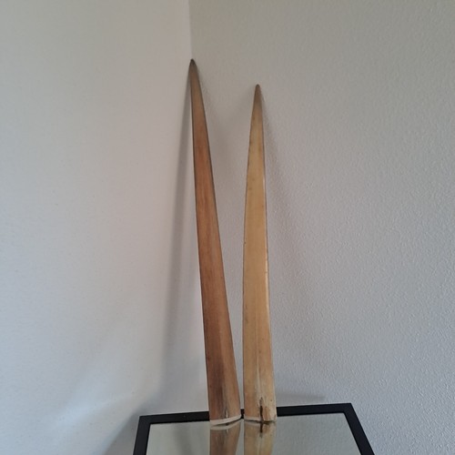 Taxidermie véritables - taxidermie,,