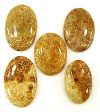 156.90 CT Naturel Fossil