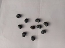 10 graines de palmier de chine