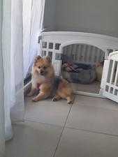 Donne Spitz Nain Femelle