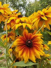 GRAINES DE RUDBECKIA HIRTA