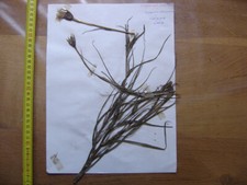 Annees 50 PLANCHE d'HERBIER du Gard Herbarium Planche Naturelle 35