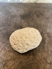 Corail Fossile Décoration