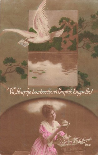 Blanche tourterelle - cp,