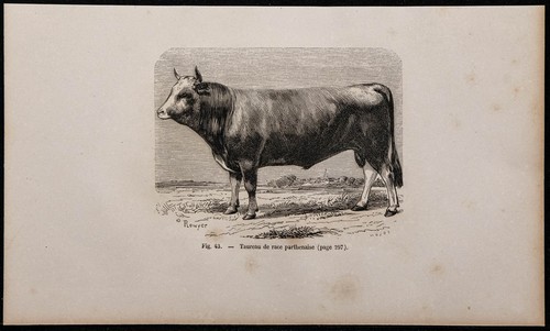 1860 taureau de - -,