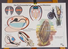 Poster Mural Print Wall Chart Zoology Pond Mussel Mollusc