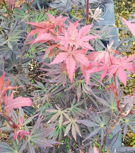 Acer palmatum trompenburg - palmatum, /