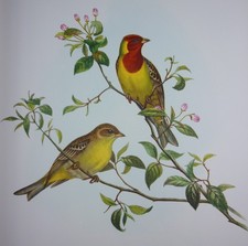 OISEAUX – JOHN GOULD /