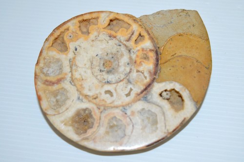Fossile nautile marbre objet - nautile,