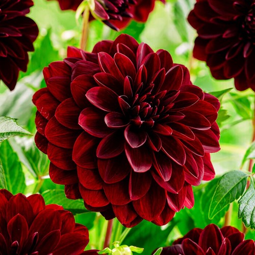 Tubercules bulbes dahlias - tubercules/bulbes, de