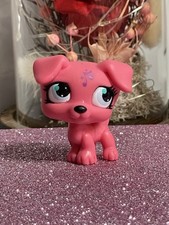 🌸Petshop chien Jack Russel