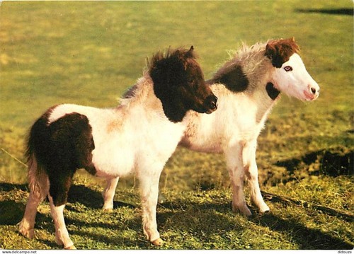 Carte postale animaux - postale,