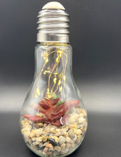 Plant Glass Bulb Terrarium LED