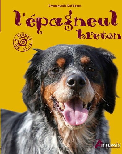 Epagneul breton emmanuelle - l,
