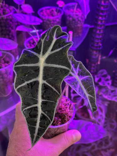 Alocasia african mask