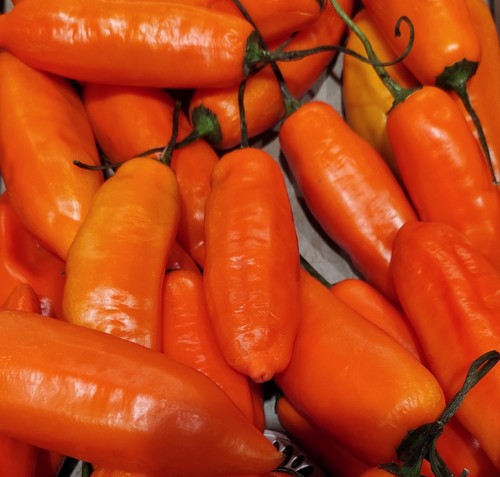 Graines aji amarillo - 15,