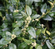 Buxus sempervirens | Common boxwood | European box - Buis commun | Buis d'Europe