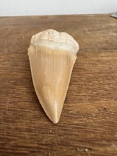 Dent De Requin : Otodus