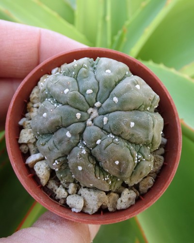 Astrophytum asterias kikko - astrophytum, 'kikko'