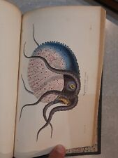 Magasin De Zoologie Mollusques