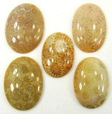 92,00 Ct Corail Fossile