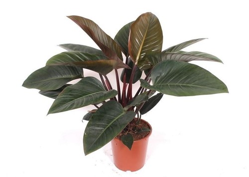 Philodendron red beauty - philodendron,