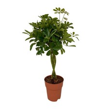 Aralie radiante Schefflera
