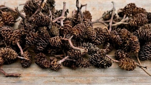 Red alder tree - (100),
