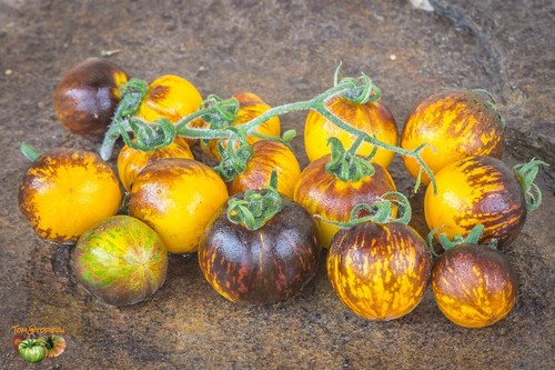 Lot graines de tomate - lot,