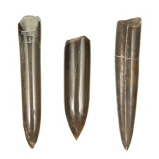 Rostre de bélemnite