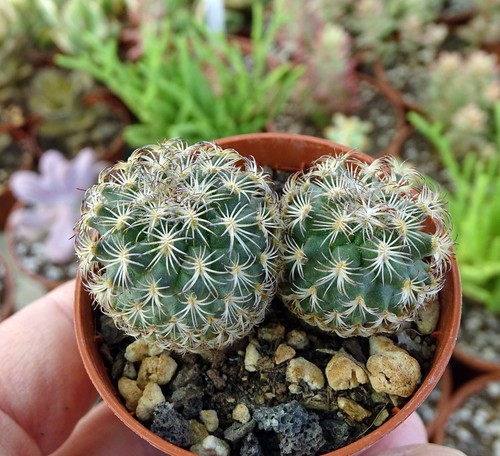 Turbinicarpus ysabelae - turbinicarpus,