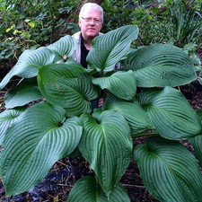 Hosta plantain rustique -