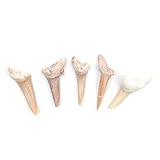 ANCLLO Lot de 5 pierres naturelles fossiles pour dents