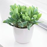 Plante d'intérieur Crassula ovata - Plante Jade ou