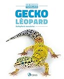 Gecko léopard: Eublepharis macularius