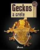 Geckos à crête: Rhacodactylus ciliatus, leachianus...: