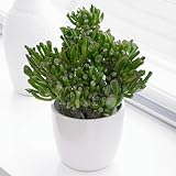 Plante d'intérieur Crassula ovata - Plante Jade ou