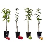Plant in a Box - Arbres fruitiers - Lot de 4 - Pommier,