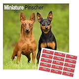 Calendrier 2026 miniature pinscher | Mur carré de race