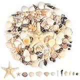 Coquillage Mélangés, 13 Styles Mixte Océan Coquillages,