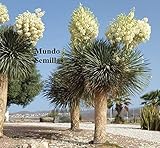 Yucca Rostrata - Spettacolare Bloom - 20 Semi Frescas:Seeds