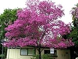 8 graines de POIRIER-PAYS (Tabebuia Rosea) G204 APAMATE